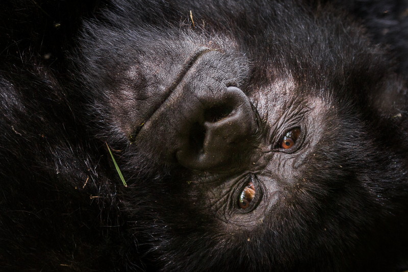 63 Rwanda, Volcanoes NP, gorilla.jpg